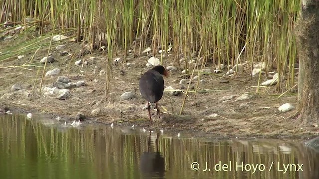 Australasian Swamphen - ML201441931