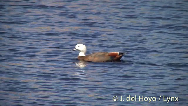 Paradise Shelduck - ML201441941