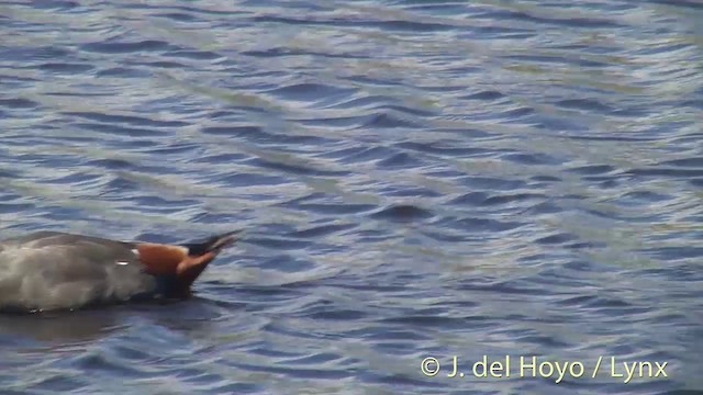 Paradise Shelduck - ML201441951