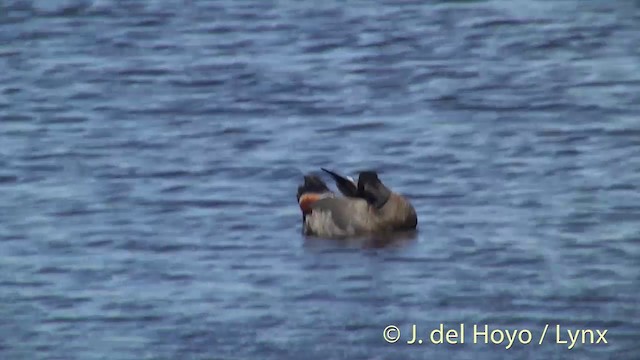 Paradise Shelduck - ML201441961