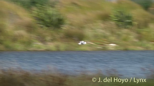 Gaviota Plateada (neozelandesa) - ML201441971