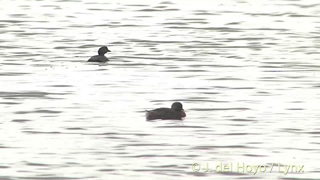 New Zealand Grebe - ML201442021