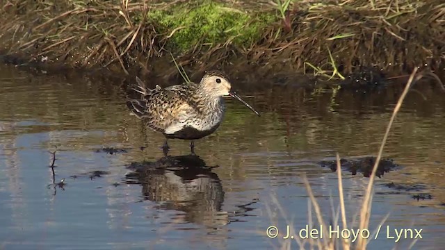 Dunlin (pacifica/arcticola) - ML201442251