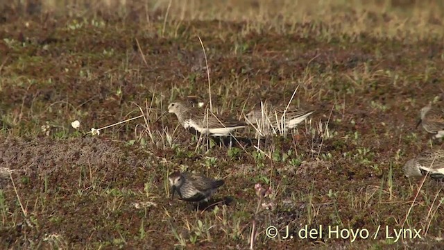 Dunlin (pacifica/arcticola) - ML201442261