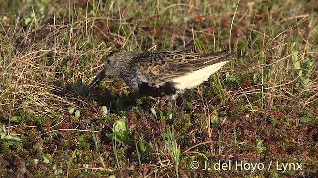 Dunlin (pacifica/arcticola) - ML201442271