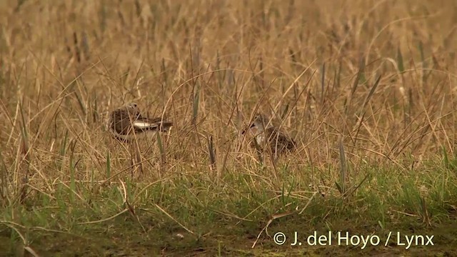 Dunlin (pacifica/arcticola) - ML201442281