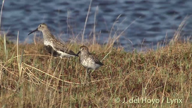 Western Sandpiper - ML201442301