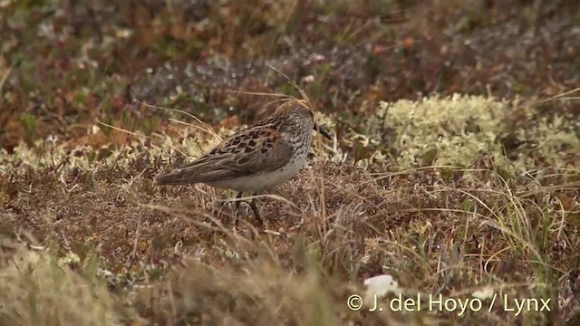 Western Sandpiper - ML201442311