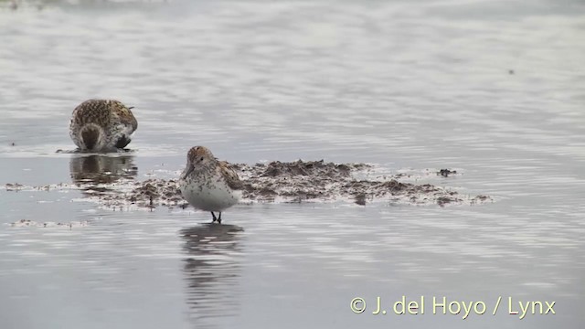 Western Sandpiper - ML201442331