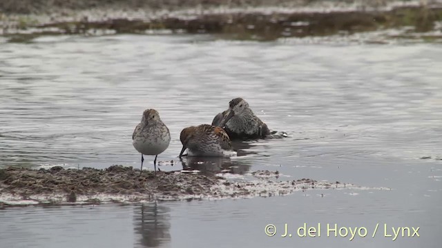 Western Sandpiper - ML201442341