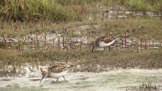 Western Sandpiper - ML201442371