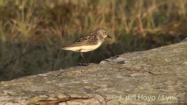 Western Sandpiper - ML201442391