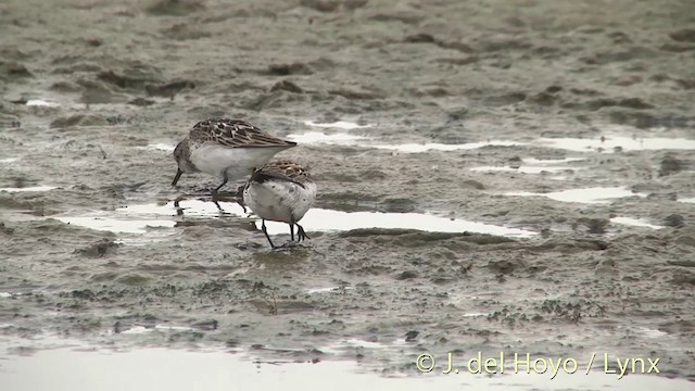 Semipalmated Sandpiper - ML201442421