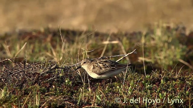 Semipalmated Sandpiper - ML201442431