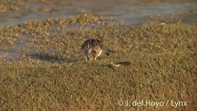 Semipalmated Sandpiper - ML201442441