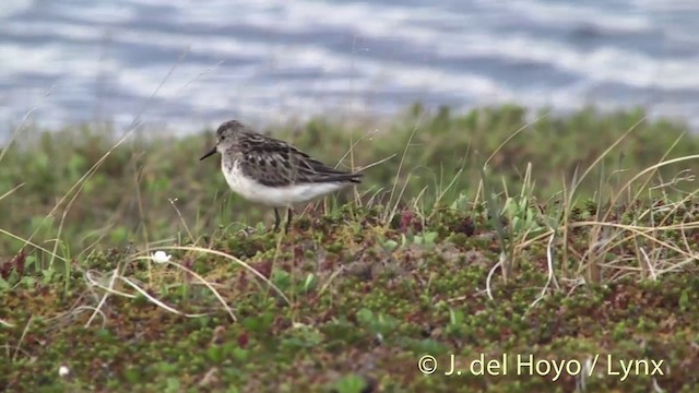 Semipalmated Sandpiper - ML201442461