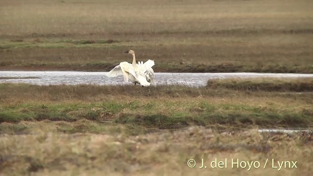 コハクチョウ（亜種 アメリカコハクチョウ） - ML201442631