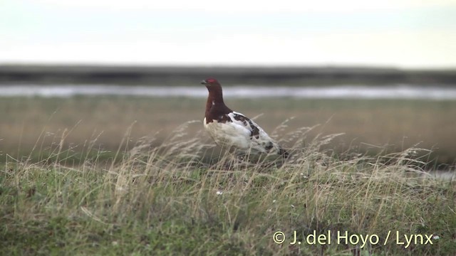 Moorschneehuhn [lagopus-Gruppe] - ML201442691