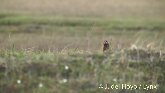 Willow Ptarmigan - ML201442701