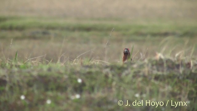 Moorschneehuhn [lagopus-Gruppe] - ML201442701