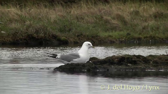 Short-billed Gull - ML201442721