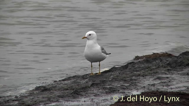 Short-billed Gull - ML201442741