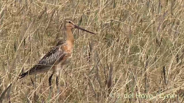 Bar-tailed Godwit (Siberian) - ML201442771