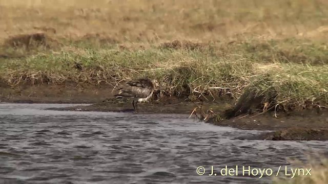 Bar-tailed Godwit (Siberian) - ML201442781