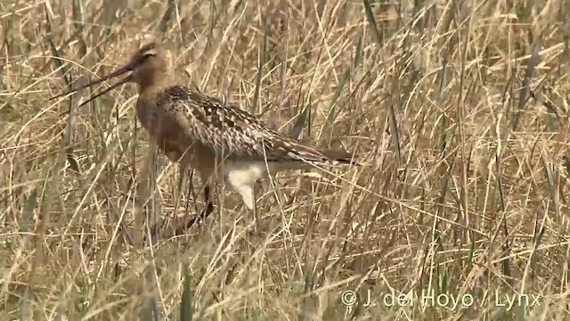 斑尾鷸(baueri群) - ML201442791