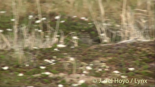 Savannah Sparrow (Savannah) - ML201442801