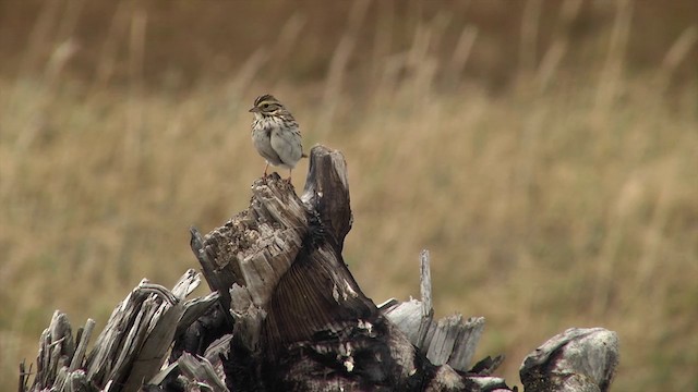 Savannah Sparrow (Savannah) - ML201442811