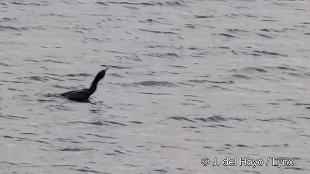 Pelagic Cormorant - ML201442831