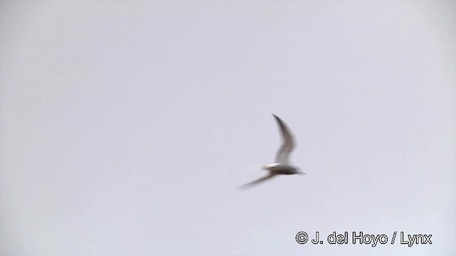 Aleutian Tern - ML201442871