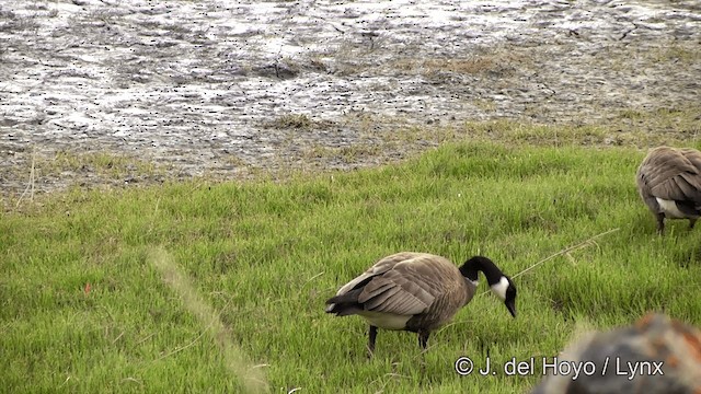 Barnacla Canadiense Grande (grupo canadensis) - ML201442931