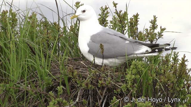 Short-billed Gull - ML201442961