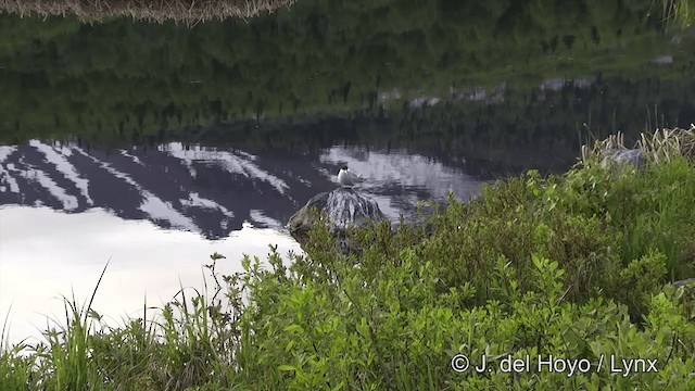 Arctic Tern - ML201443001