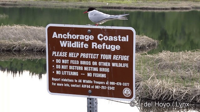 Arctic Tern - ML201443011