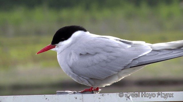 Arctic Tern - ML201443021