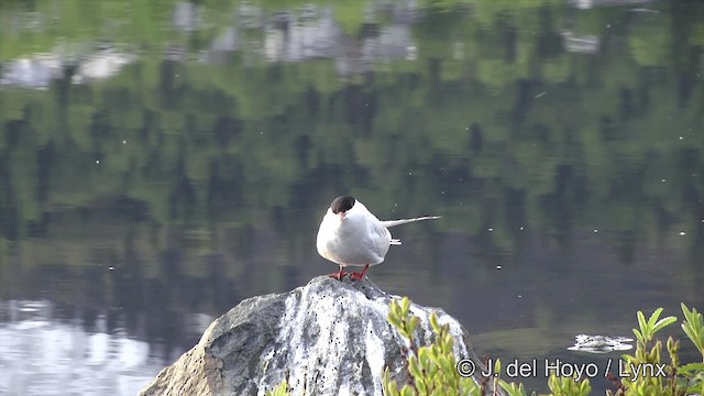 Arctic Tern - ML201443031