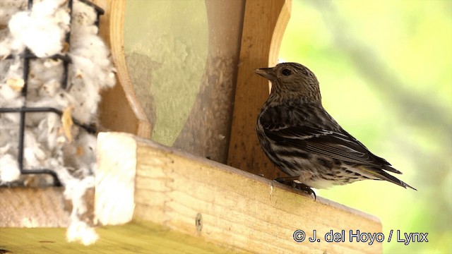 Pine Siskin (Northern) - ML201443051