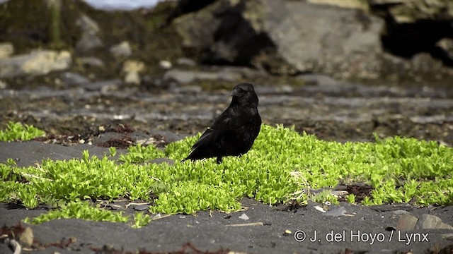 American Crow - ML201443071