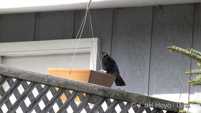 Steller's Jay (Coastal) - ML201443091