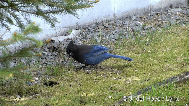 Steller's Jay (Coastal) - ML201443101