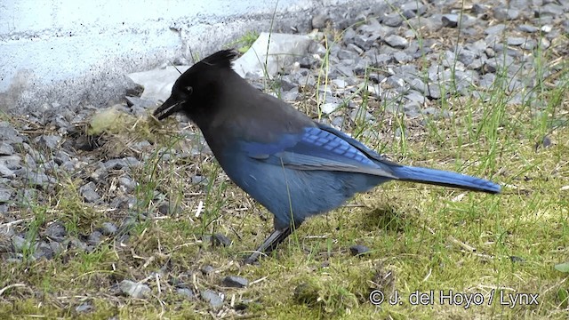 Steller's Jay (Coastal) - ML201443111