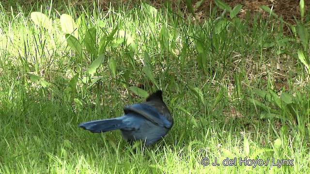 Steller's Jay (Coastal) - ML201443121