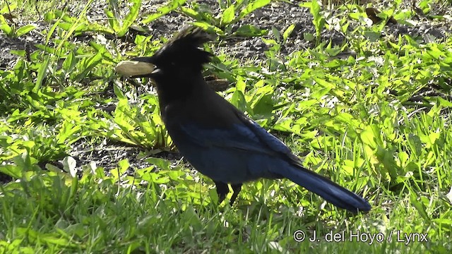 Steller's Jay (Coastal) - ML201443131