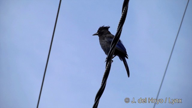 Steller's Jay (Coastal) - ML201443141