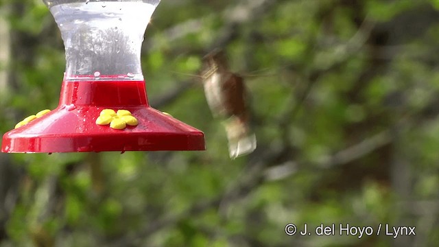 Rufous Hummingbird - ML201443151