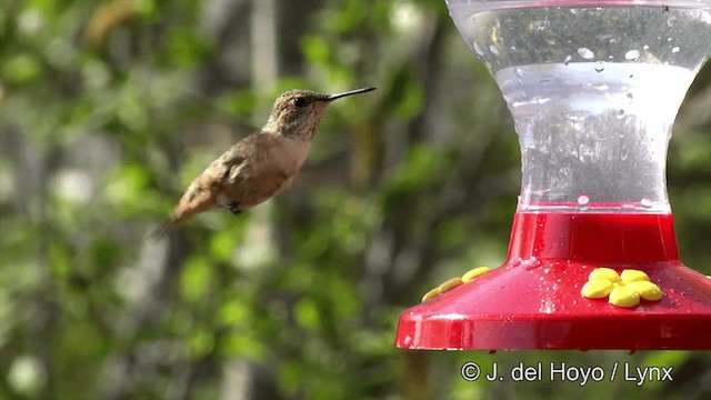 Rufous Hummingbird - ML201443161