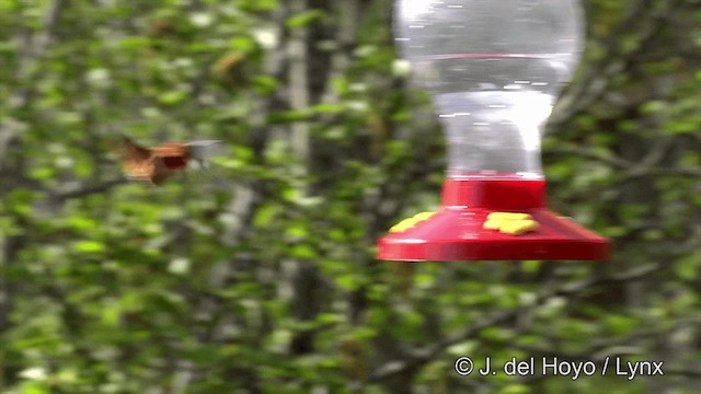 Rufous Hummingbird - ML201443171